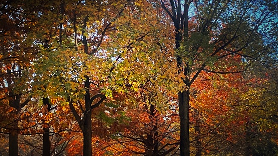 Autumn Trees in Prospect Park, Brooklyn NY