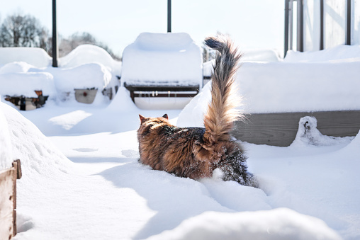 Back view of cute fluffy cat exploring the soft new snow between planter boxes, on a sunny winter day. Female long hair calico cat. Selective focus.