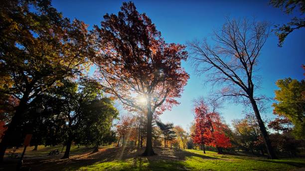 Autumn Trees in Prospect Park, Brooklyn NY