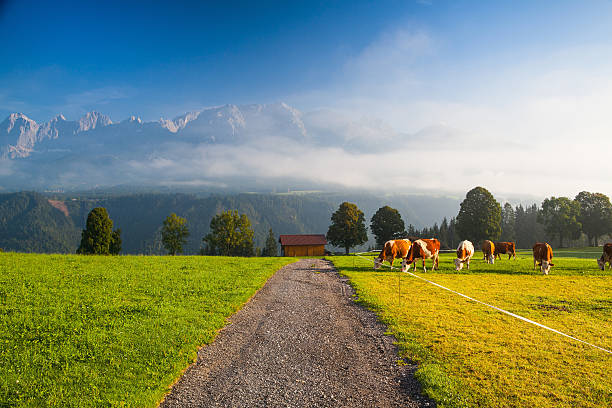 istock On pasture in the morning mist 179751822