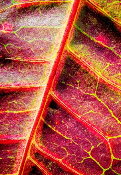Textured and colorful croton leaf with contrasty side light. An abstract macro, colorful background of a nature scene.