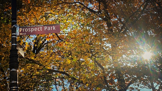 Autumn Trees in Prospect Park, Brooklyn NY
