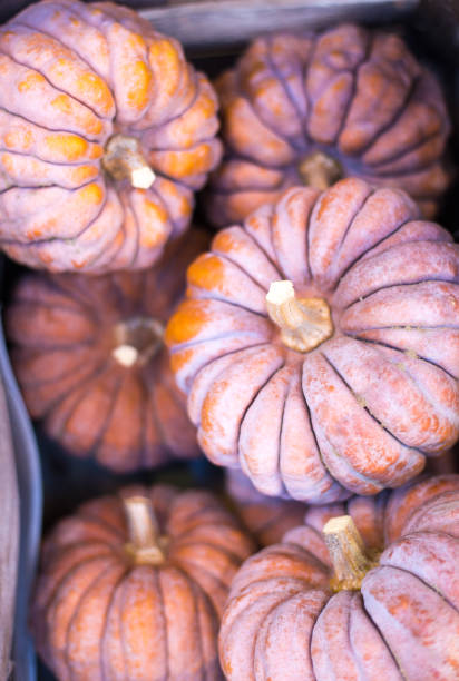 Paris, France: Group of Six Pumpkins Overhead View