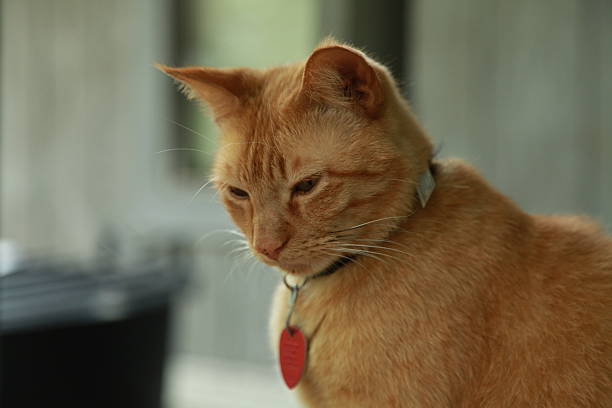 istock Portrait of Gold Cat 179753694