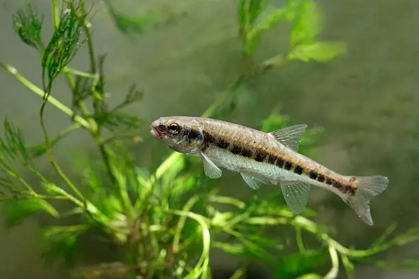 Photo of Minnow, Phoxinus