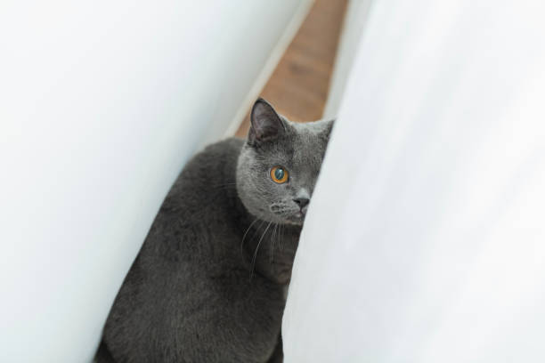 istock One British Shorthair cat. 1797548608