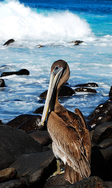 Pelican, Galapagos islands stock photo