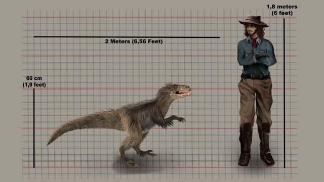 Realistic Animation Of Velociraptor And Man Comparing Size - Small Dromaeosaurid Dinosaur.
