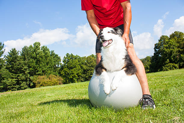 szkolenie psa na piłki do jogi - action dog outdoors animal trainer zdjęcia i obrazy z banku zdjęć