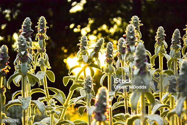 Foto de Pôrdosol Flores e mais fotos de stock de Abertura - Abertura, Arte, Arte e Artesanato - Assunto