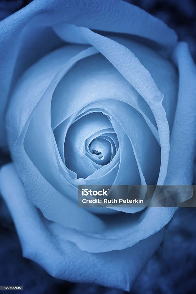 Rosa blu - Foto stock royalty-free di Bellezza naturale