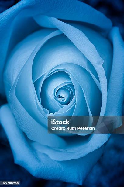 Голубая Роза — стоковые фотографии и другие картинки Без людей - Без людей, Вертикальный, Красота в природе