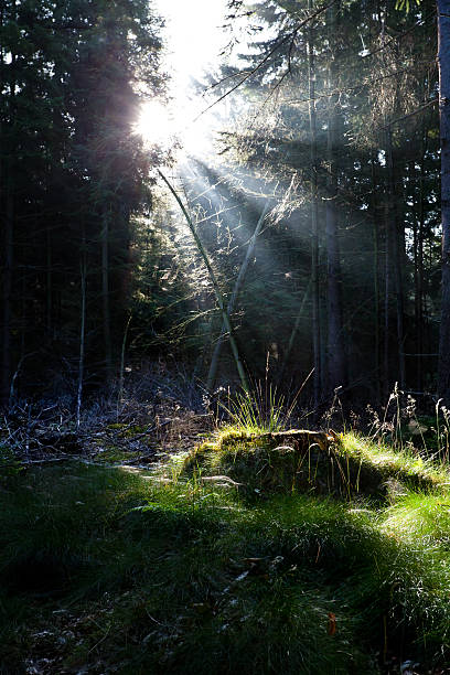 istock sunbeams in old coniferous forest 179756245