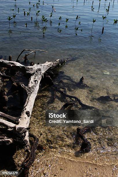 Die Mil Crecer Foto de stock y más banco de imágenes de Agua - Agua, Agua potable, Alga