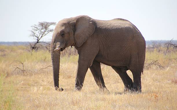 istock elephant Africa Namibia Etosha 179756574