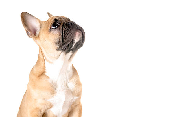 istock french bulldog before white background 179756578