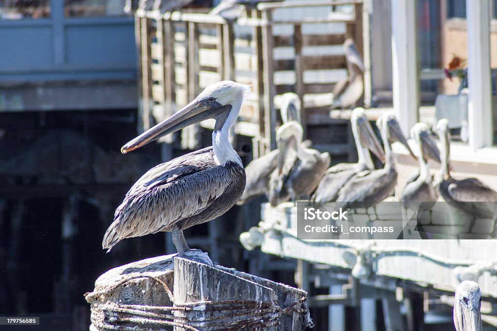 Brown Pelican Brown Pelicans on Monterey Pier Louisiana Stock Photo