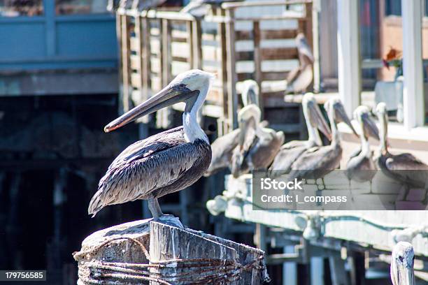 Brown Pelican Stock Photo - Download Image Now - Louisiana, Fishing, Bay of Water