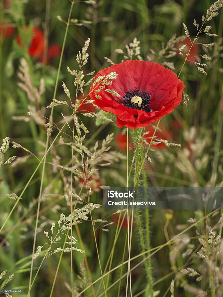 Red poppy en una tupida verde hierba - Foto de stock de Aire libre libre de derechos