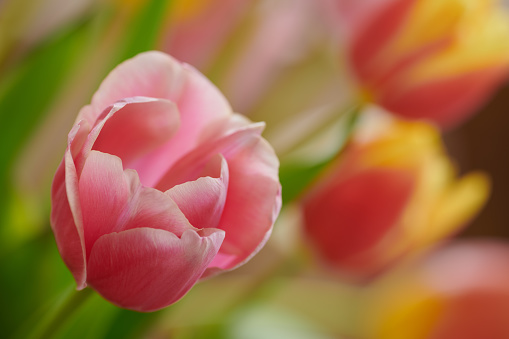 Close up photos of pink tulips in a bouquet