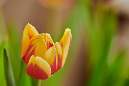 One red tulip on a background of green leaves greenhouse. Blurred background.