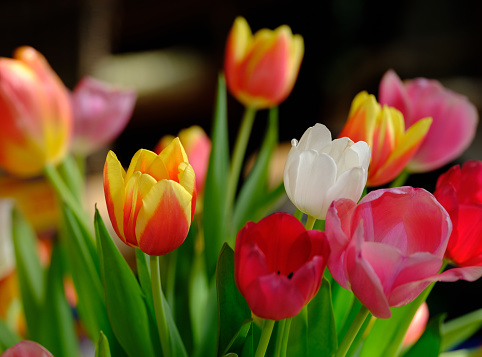 Close up photos of pink tulips in a bouquet