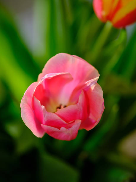 Close up photos of pink tulips in a bouquet