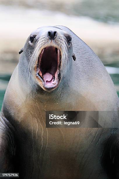 Sea Lion Stockfoto und mehr Bilder von Abwarten - Abwarten, Aquatisches Lebewesen, Atemübung