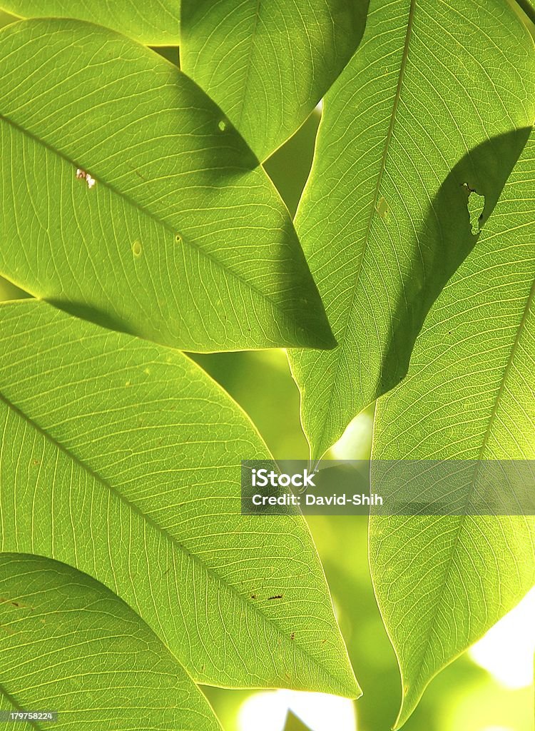 Зеленые листья - Стоковые фото Белый роялти-фри