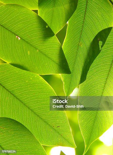 Зеленые Листья — стоковые фотографии и другие картинки Белый - Белый, Ботаника, Буковое дерево
