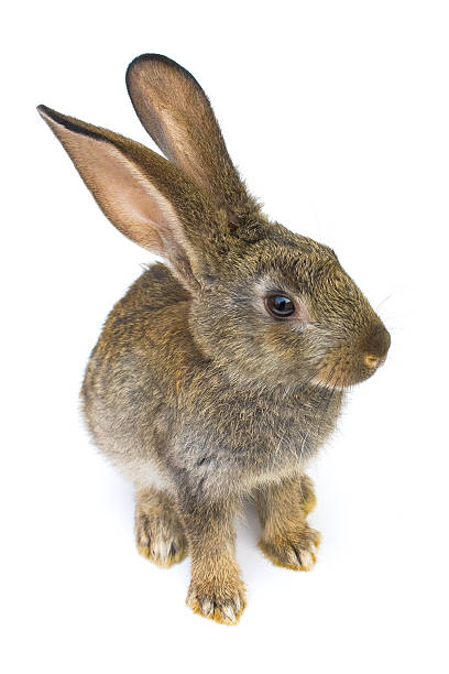 istock Happy New Year of rabbit 179758753