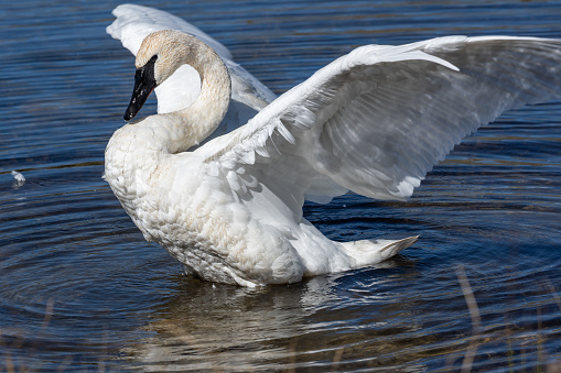 The tundra swan (Cygnus columbianus) is a small Holarctic swan. Staten Island in the Sacramento–San Joaquin River Delta, California. On a pond swimming.