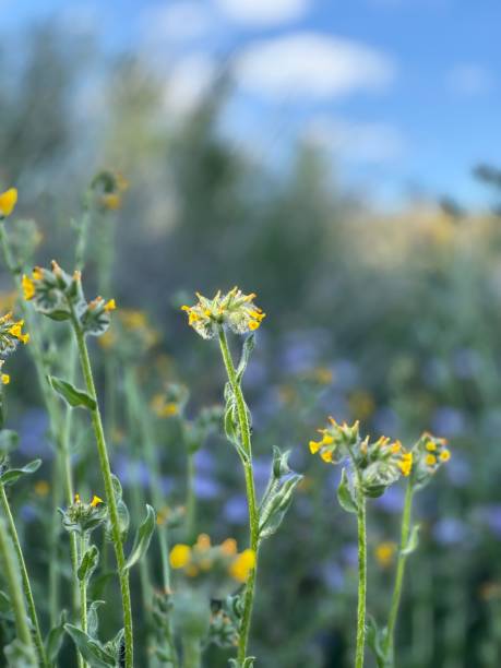 istock Desert Fauna and tent 1797598799