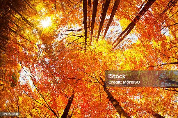 グレートスモーキー山脈の秋 - まぶしいのストックフォトや画像を多数ご用意 - まぶしい, アパラチア, アメリカ南部
