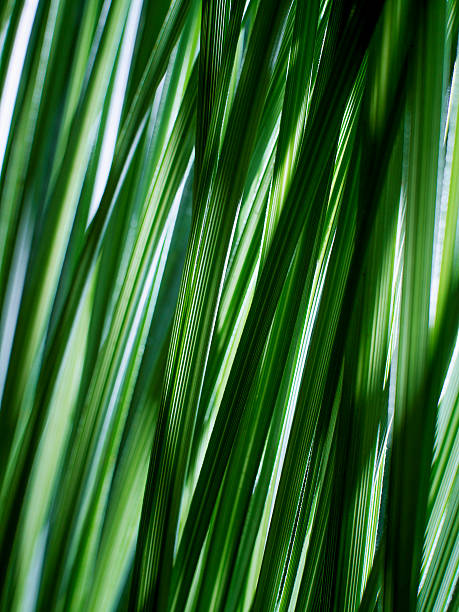 Abstract Grass stock photo