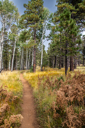 The Arizona Trail is a long-distance hiking trail that spans the state of Arizona in the United States. It stretches from the Mexico border in the southern part of the state to the Utah border in the north, covering a total distance of approximately 800 miles (1,300 kilometers). The trail traverses a diverse range of landscapes, including deserts, canyons, forests, and mountainous regions, providing hikers with a unique and challenging outdoor experience.  The trail was completed in 2009 and was designated as a National Scenic Trail.  This section of the Arizona Trail was photographed near Bismarck Lake in the Coconino National Forest north of Flagstaff, Arizona, USA.