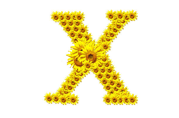 "X" sunflower alphabet stock photo
