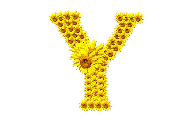 "Y" sunflower alphabet stock photo