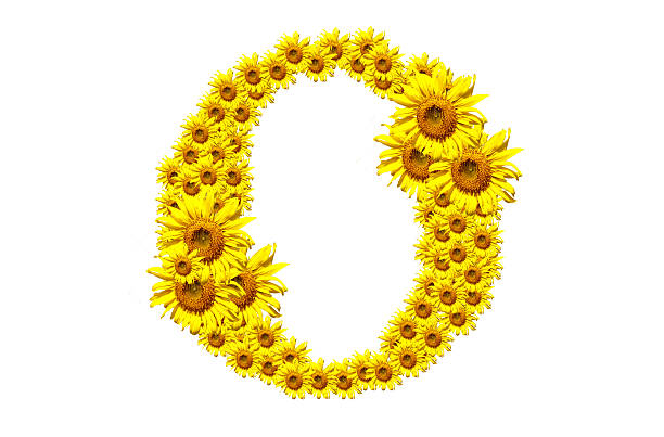 "O" sunflower alphabet stock photo