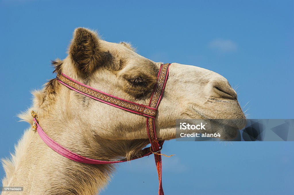 Der Maulkorb der afrikanischen Kamel - Lizenzfrei Asien Stock-Foto