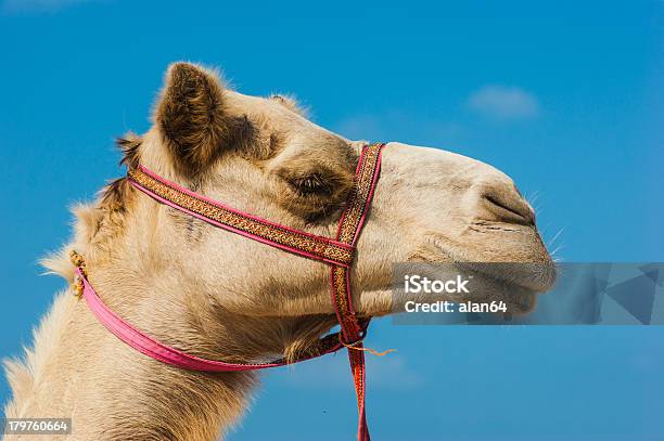 Der Maulkorb Der Afrikanischen Kamel Stockfoto und mehr Bilder von Asien - Asien, Beduine, Bildkomposition und Technik