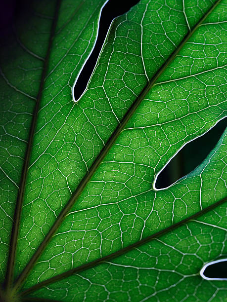 Leaf Veins stock photo