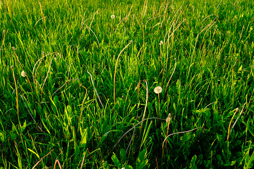 Field of mown green grass with singler dandelions. The texture of the summer meadow for post, screensaver, wallpaper, postcard, poster, banner, cover, website. High quality photography