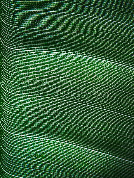 Leaf Veins stock photo