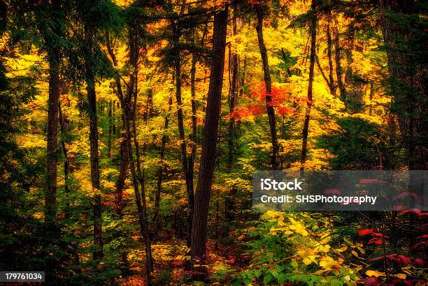 Difuso Bosque De Otoño Foto de stock y más banco de imágenes de Aire libre - Aire libre, Ajardinado, Amarillo - Color