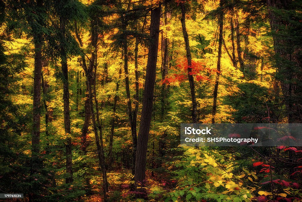 Difusa Floresta de outono - Foto de stock de Ajardinado royalty-free