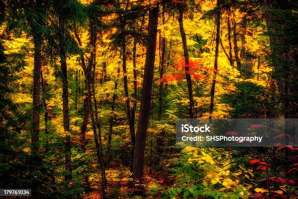 Foto de Difusa Floresta De Outono e mais fotos de stock de Ajardinado - Ajardinado, Amarelo, Arbusto