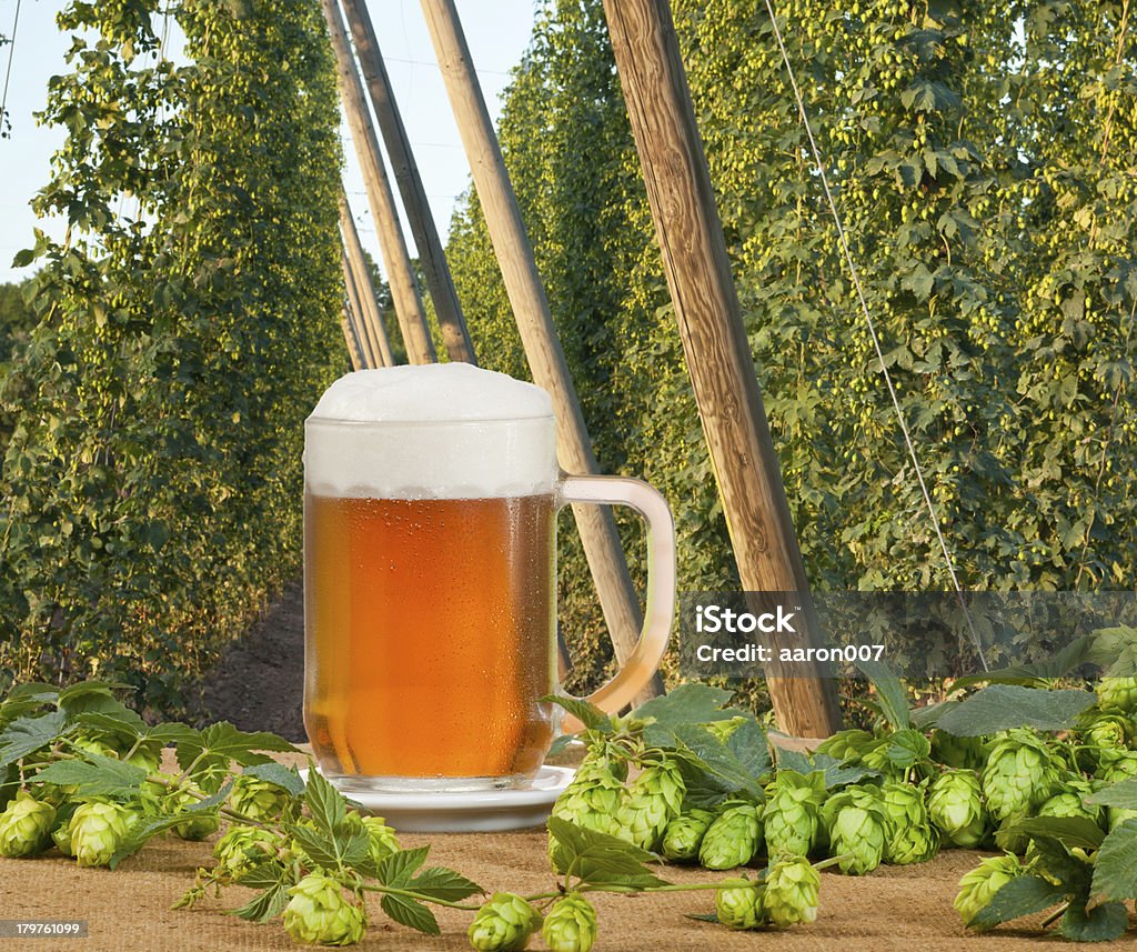 Bière, houblon sur le jardin - Photo de Agriculture libre de droits