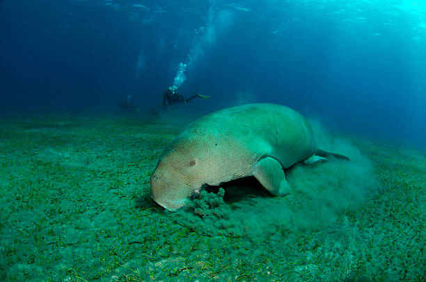 istock Dugong with scuba divers in Red Sea Egypt 179761113