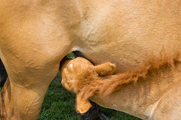 istock Foal suckling milk 179761351